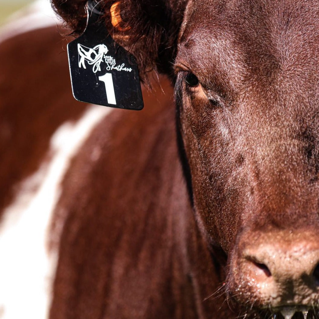 Shorthorn heifer wearing custom permanently engraved livestock ear tag