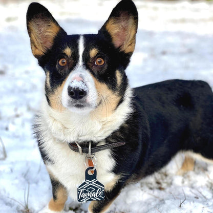 Dog wearing an engraved livestock ear tag on collar in the snow.
