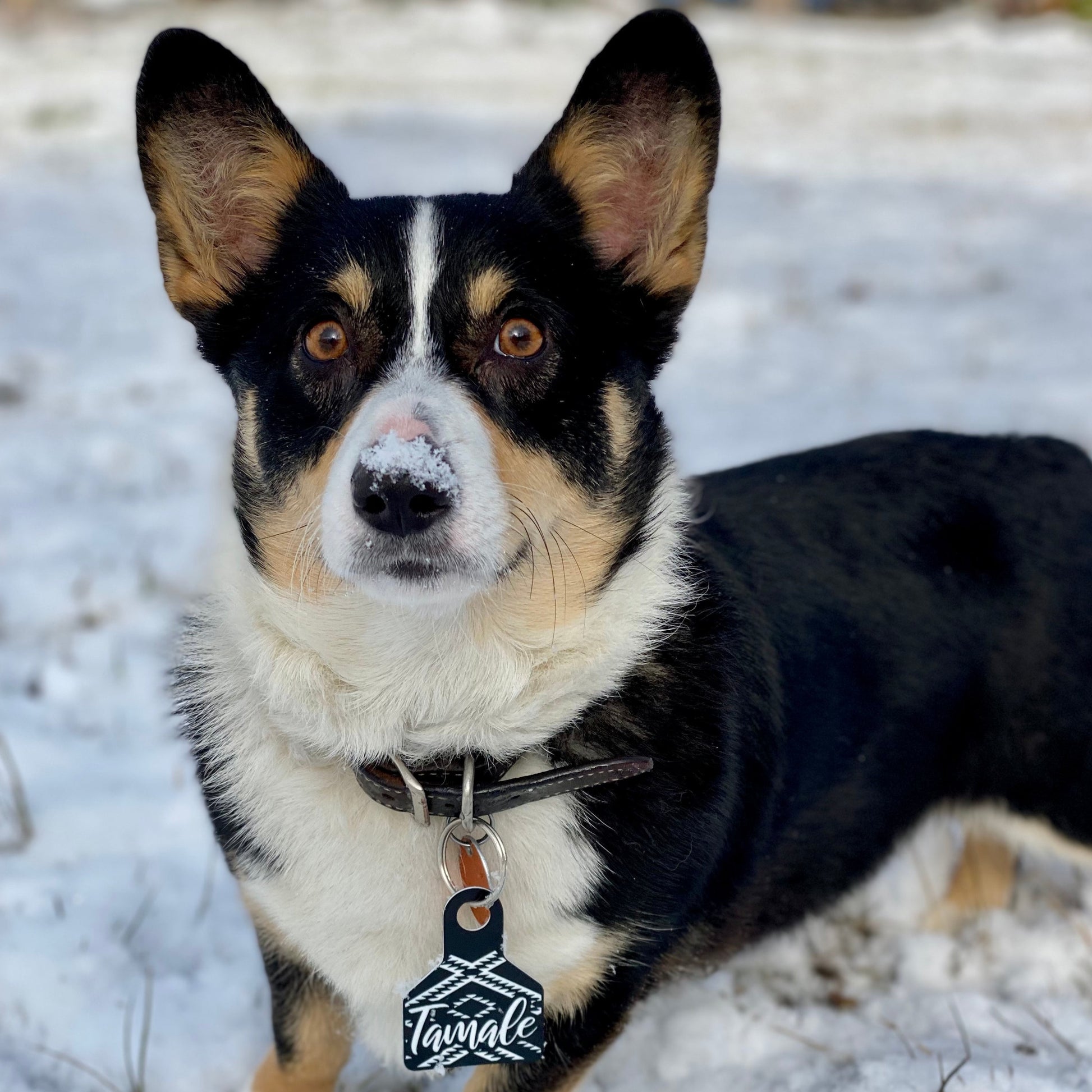 Custom engraved Ritchey brand ear tag for dogs, featuring durable, weatherproof material. Personalized with pet name and contact information. Ideal for ranch, farm, and working dogs. Available in multiple colors.