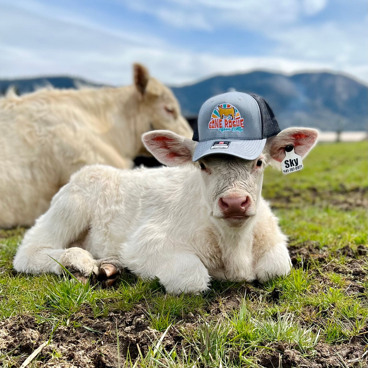 A white Charolais calf wearing a gray embroidered hat with the Gone Rogue Show Cattle logo.